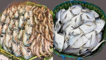 গলদা–বাগদা চিংড়ি নিলামে উঠেছে